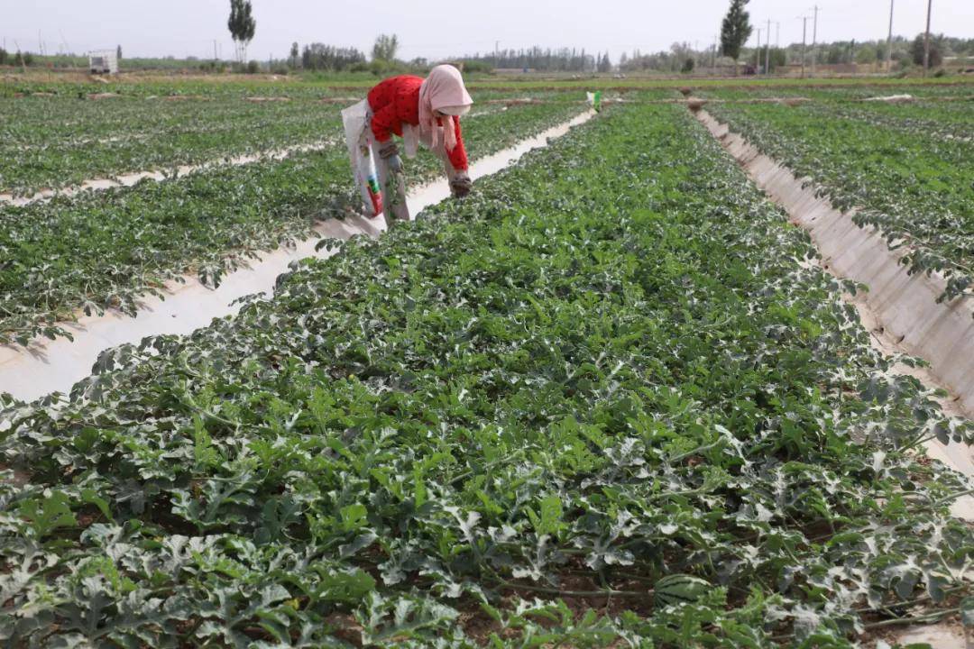 农民在西瓜田中检查成熟西瓜
