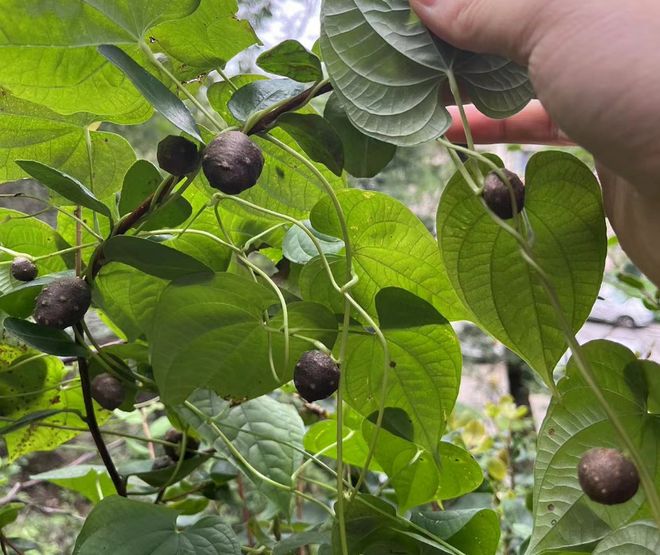 山药植株结构示意图