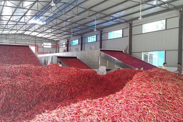 现代胡椒加工厂内部场景