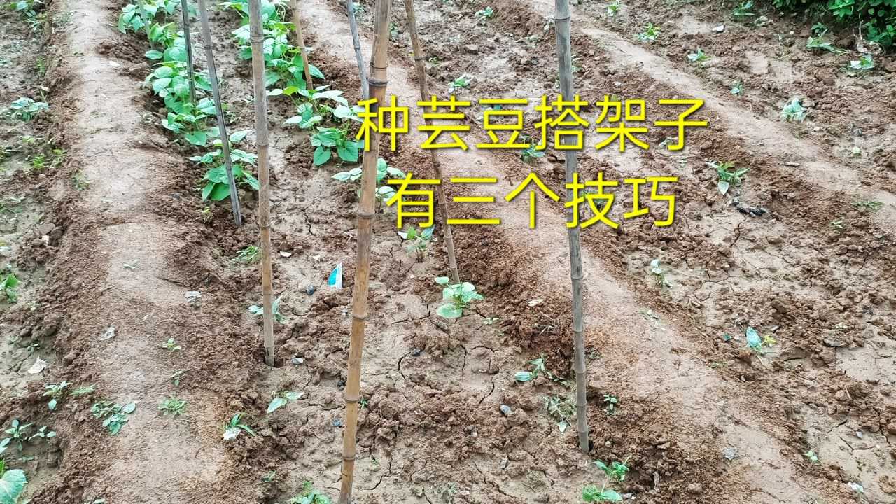 一幅展示老来少芸豆从播种到搭架全过程的示意图:左侧为穴播种子,中间为出苗后的幼苗,右侧为成株攀爬在‘人’字形竹架上,配有标注说明播种深度、株距、架高、施肥位置等关键技术参数 老来少芸豆播种与田间管理示意图