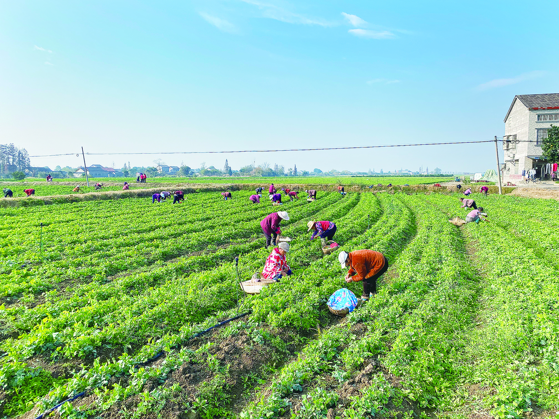 一片阳光充足的农田中,成片的西红柿植株上挂满了红彤彤的成熟果实,部分果实还带着清晨露珠,背景有农民正在采摘,展现出丰收的田园画面 西红柿田间成熟景象