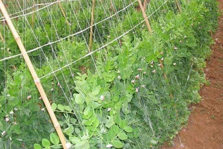 农民在田间为高茎豌豆搭设支架