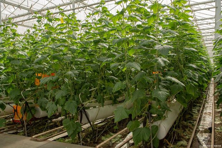 黄瓜温室补光系统应用实景图