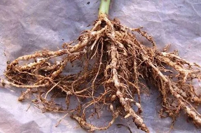 四季豆根系与根瘤特写图
