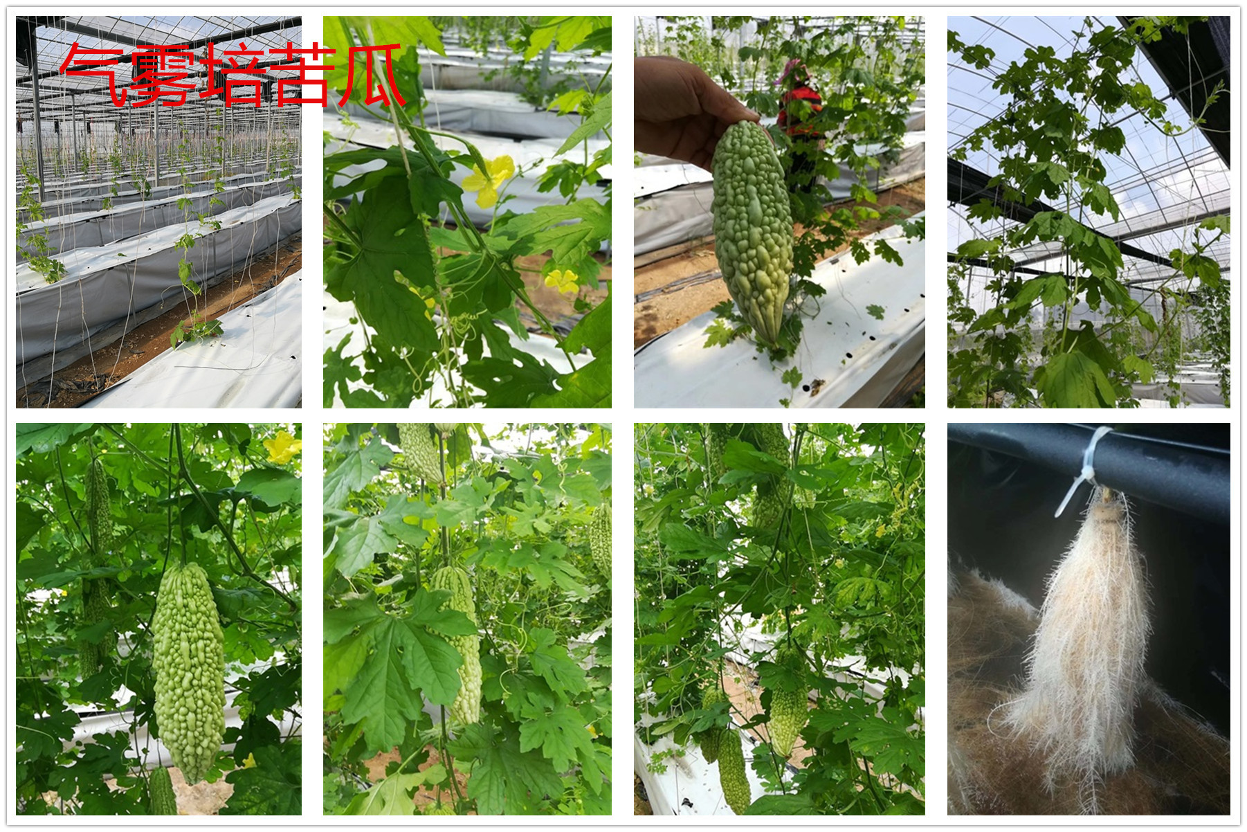 不同地区苦瓜种植模式对比示意图