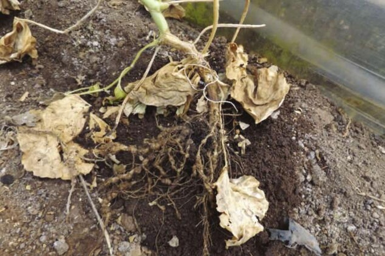 传导性触杀灭生性除草剂作用原理图