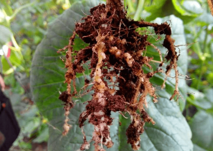 豌豆根部的根瘤结构