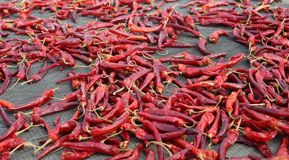 展示新鲜辣椒在清洗与晾干的过程,背景为厨房操作台 鲜辣椒挑选与清洗过程