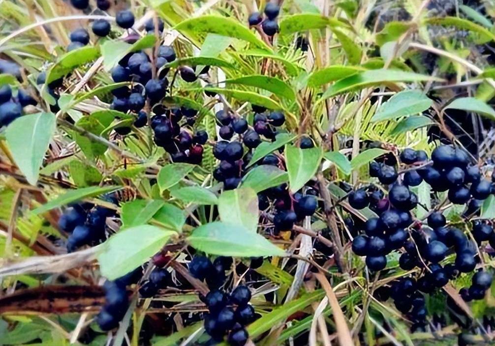 黑加仑植株与果实细节