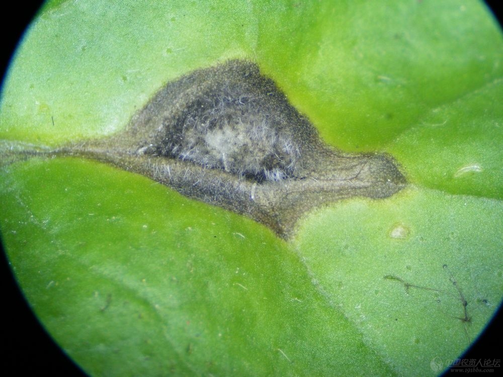 大花美人月季叶片出现黑斑病症状