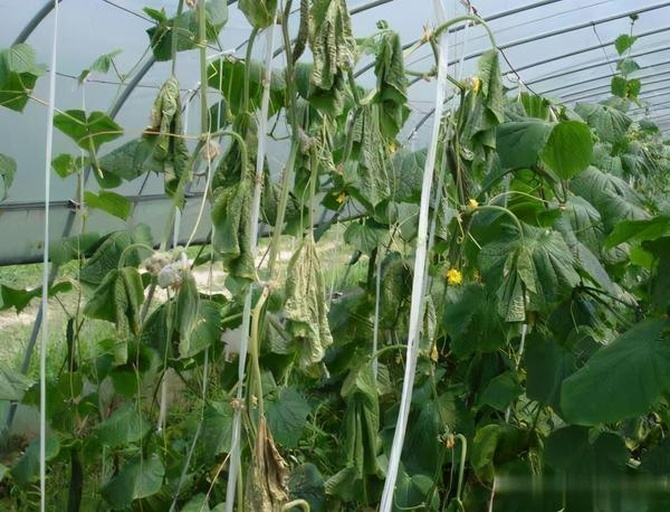 植株萎蔫与茎基部病斑特写