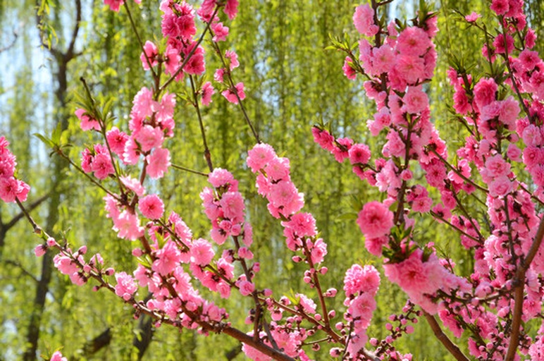 桃树开花特写