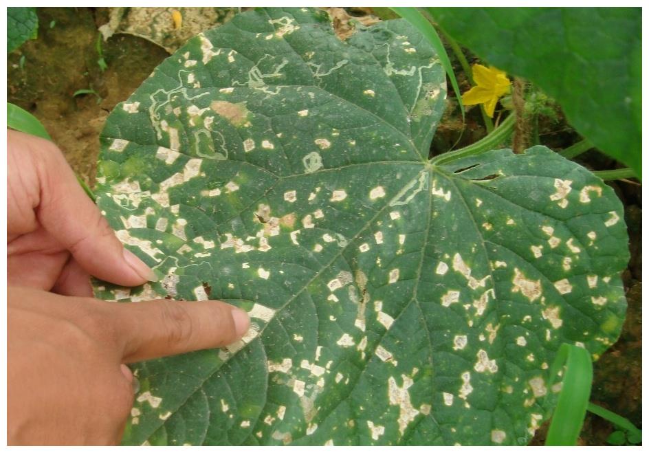 韭菜田块整体受害情况航拍图