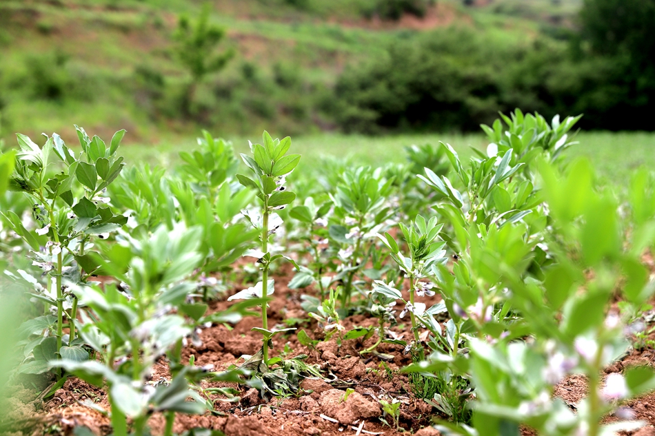 蚕豆植株与成熟豆荚特写