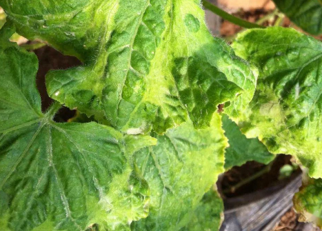 黄瓜正常与畸形果实剖面对比