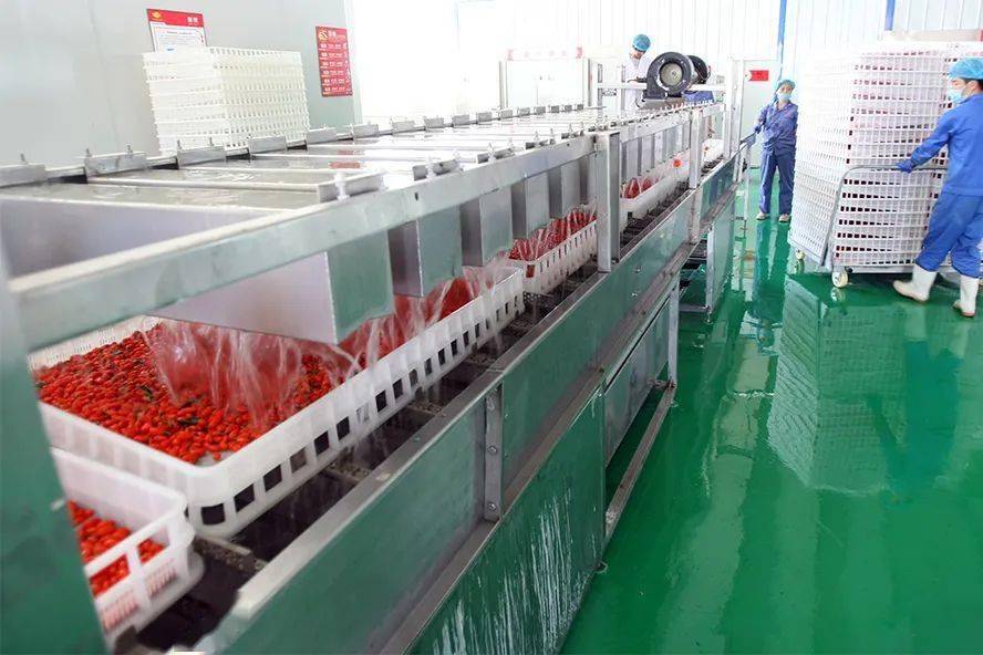 枸杞温水处理操作示意图