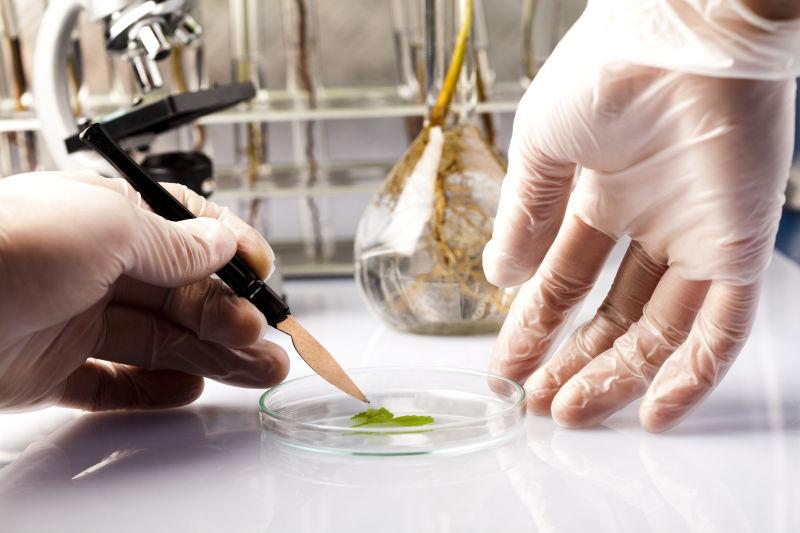 一名科研人员正在实验室中操作仪器进行植物提取物分析,桌上摆放着试管、烧杯和血橙提取液样本,电脑屏幕上显示多酚成分检测图谱,环境整洁专业,体现科学研究的真实性 实验室中的植物提取过程