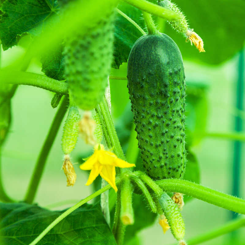 丝瓜与黄瓜植株对比图