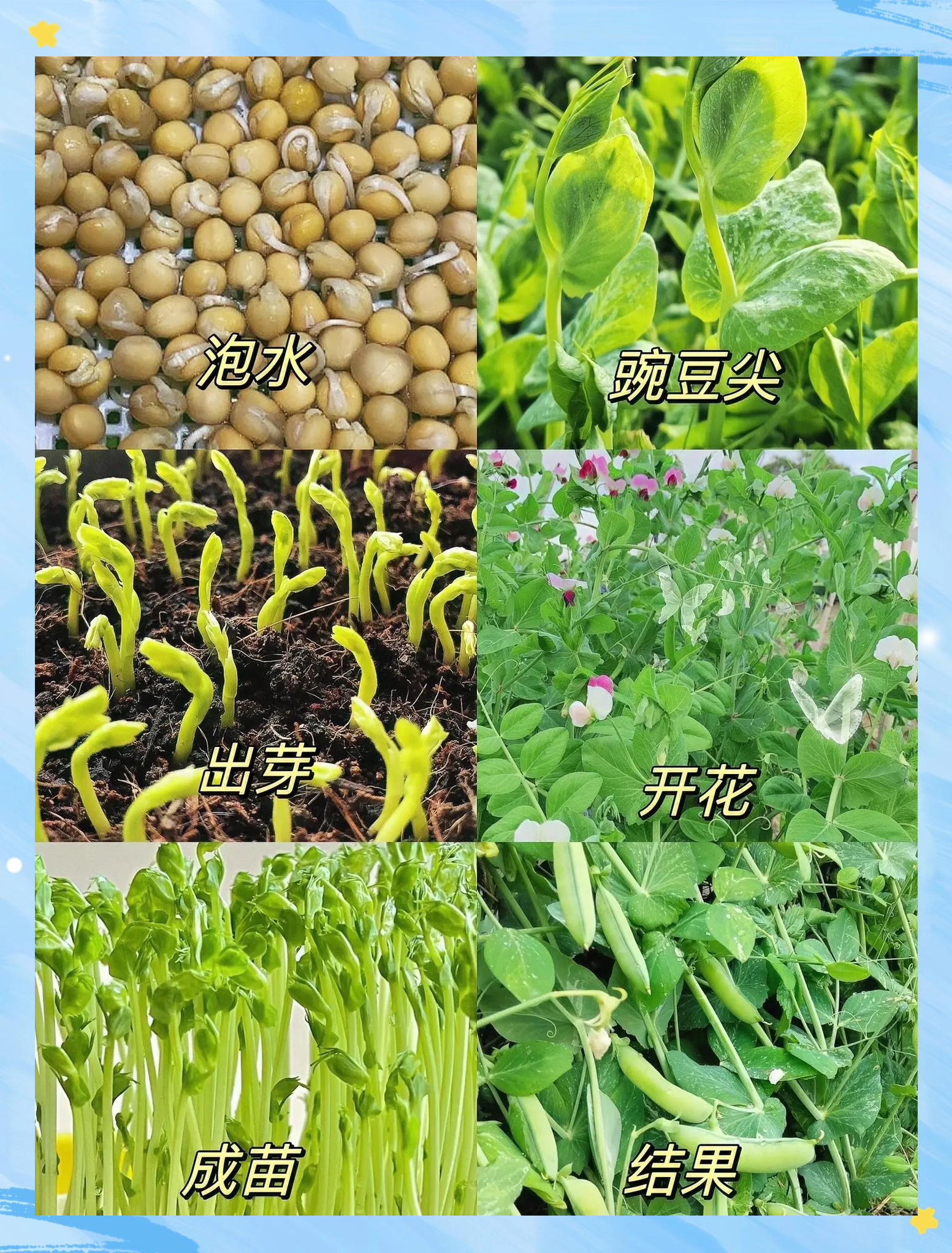 青豌豆发芽过程图