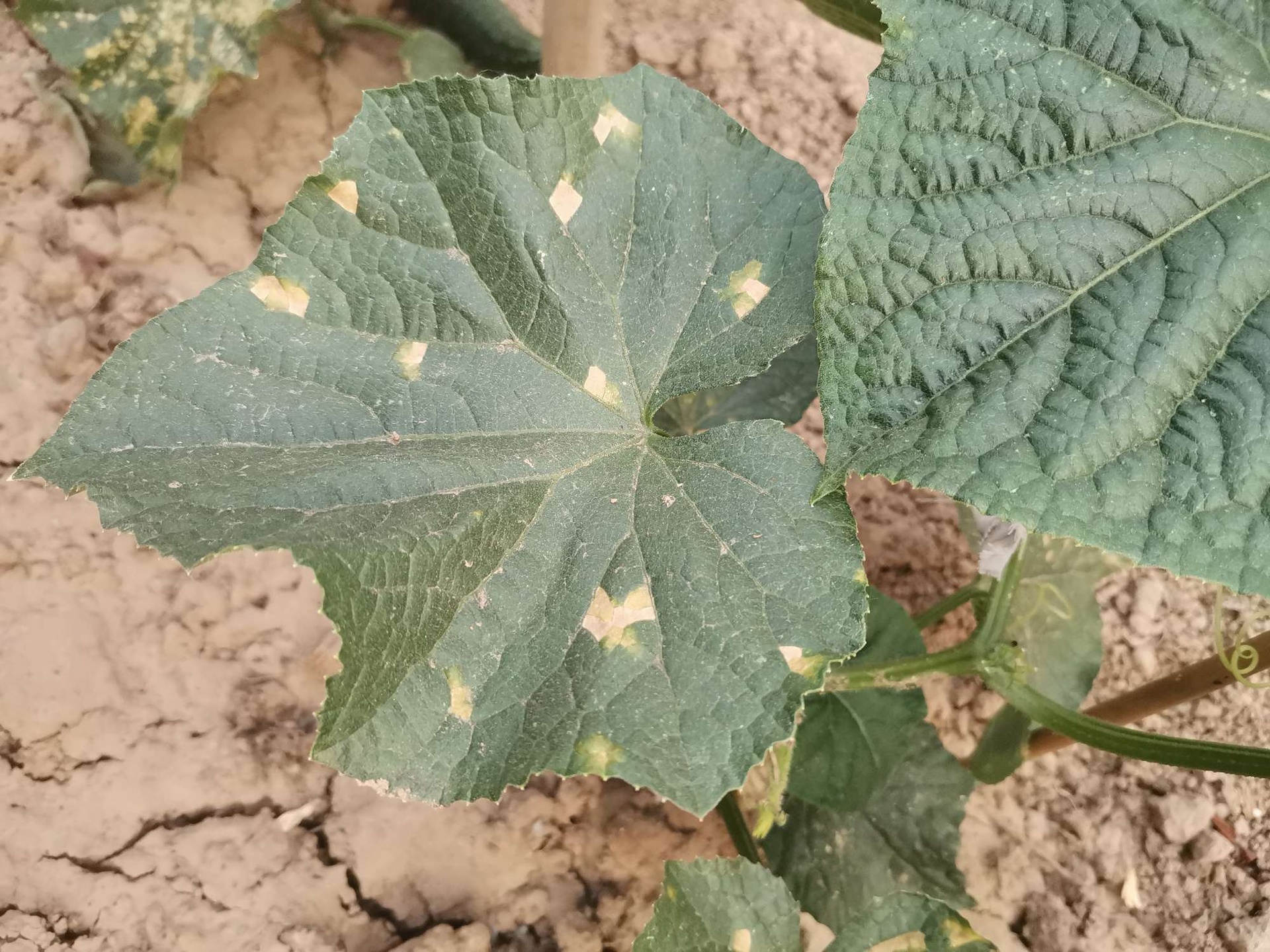 黄瓜黄点病叶片症状