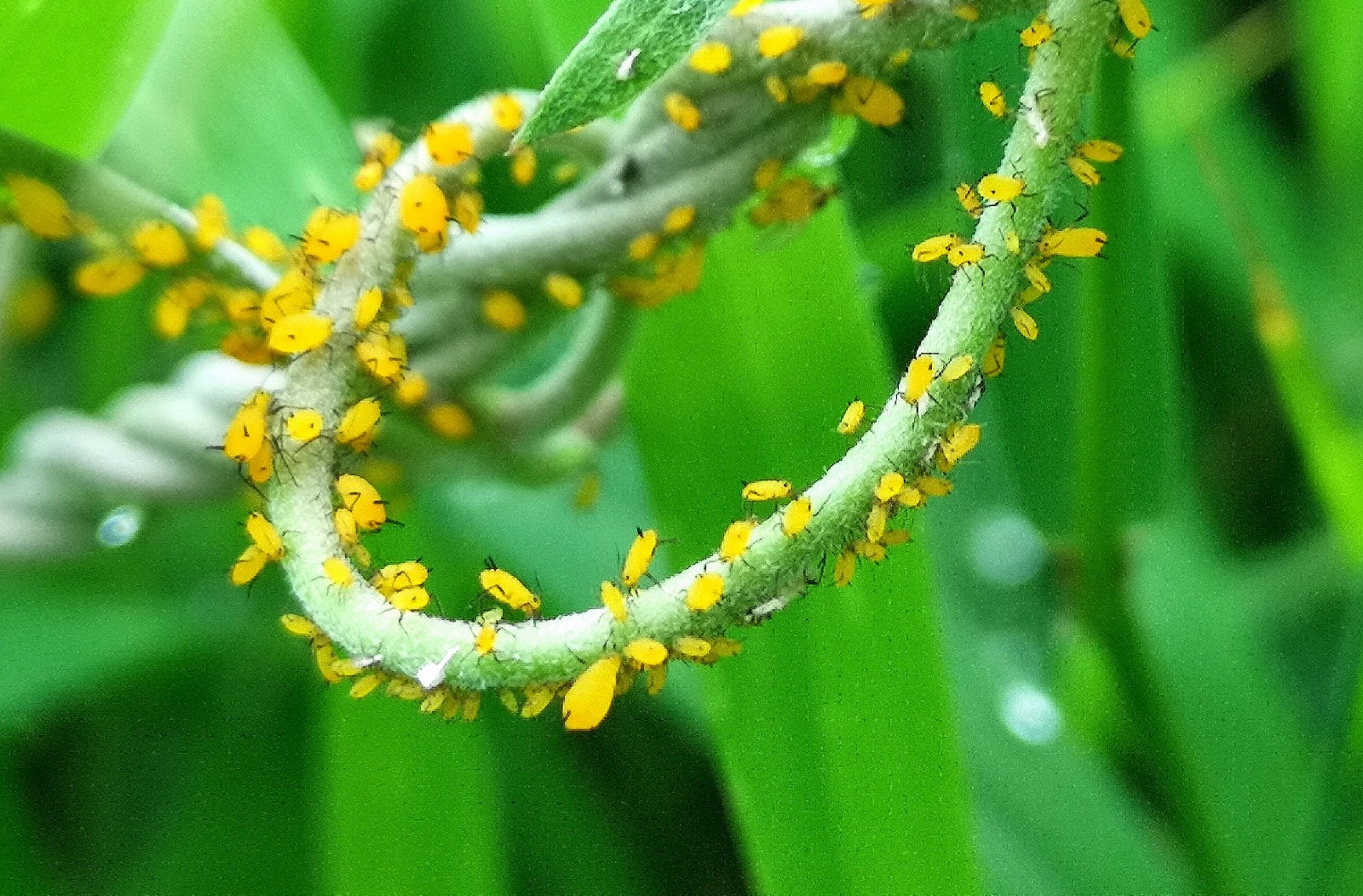 显微镜下观察到的蚜虫与蚂蚁共生关系示意图