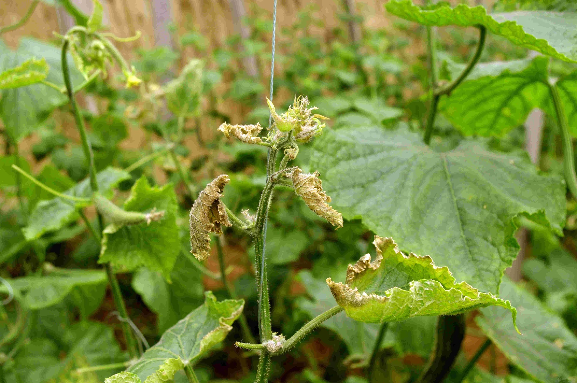 健康与感病小黄瓜植株对比图