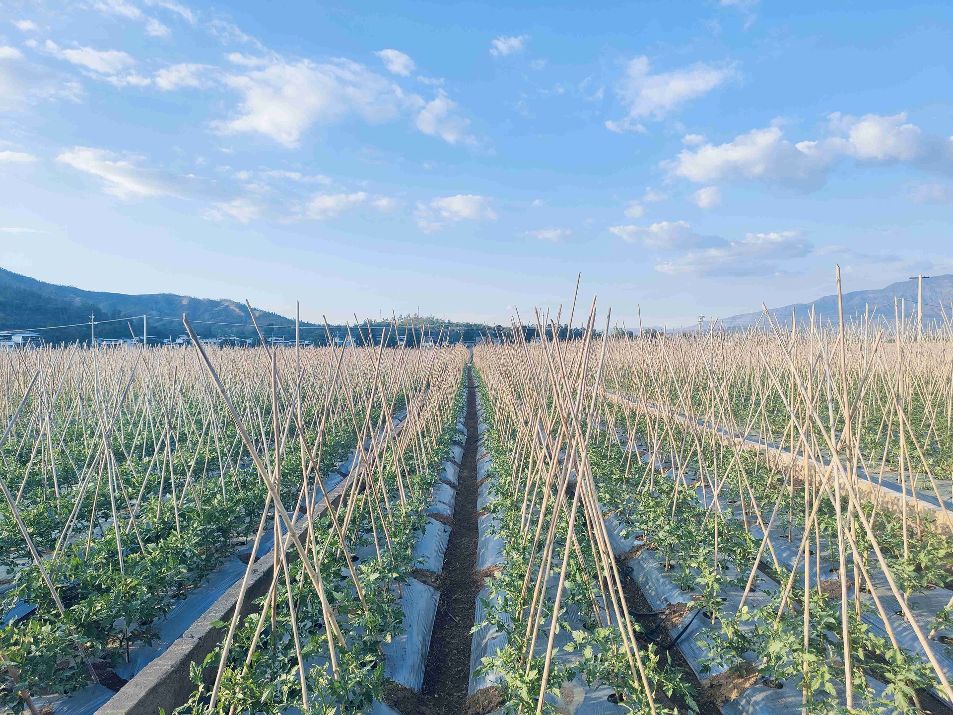 云南高原阳光下的普罗旺斯西红柿采收现场