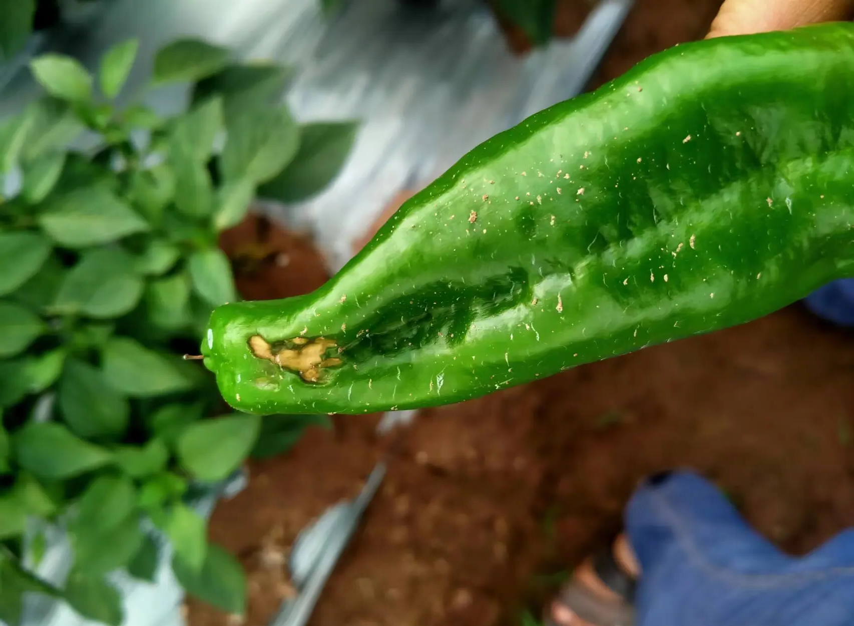 圆椒脐腐病典型症状图