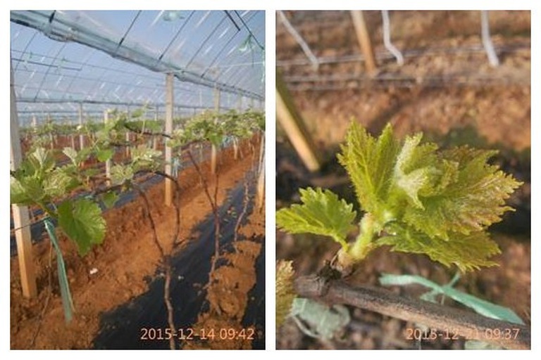 温室葡萄升温管理流程图