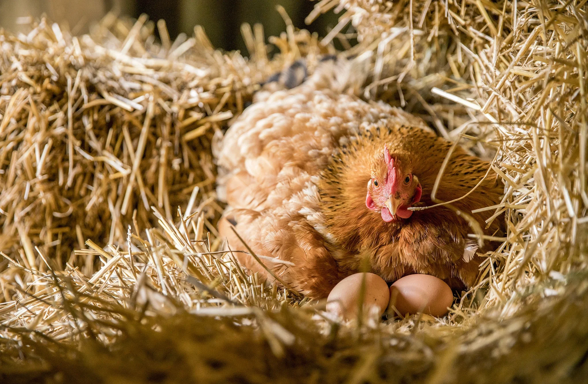 新鲜鸡蛋从母鸡产出瞬间特写