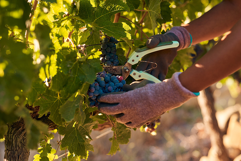 一位年轻女性穿着轻便服装,在阳光明媚的早晨于葡萄园中采摘红提葡萄,她手持剪刀正在剪下一串成熟的葡萄,脸上露出愉悦的笑容,体现人与自然和谐互动、健康生活的场景 女性在葡萄园采摘红提葡萄