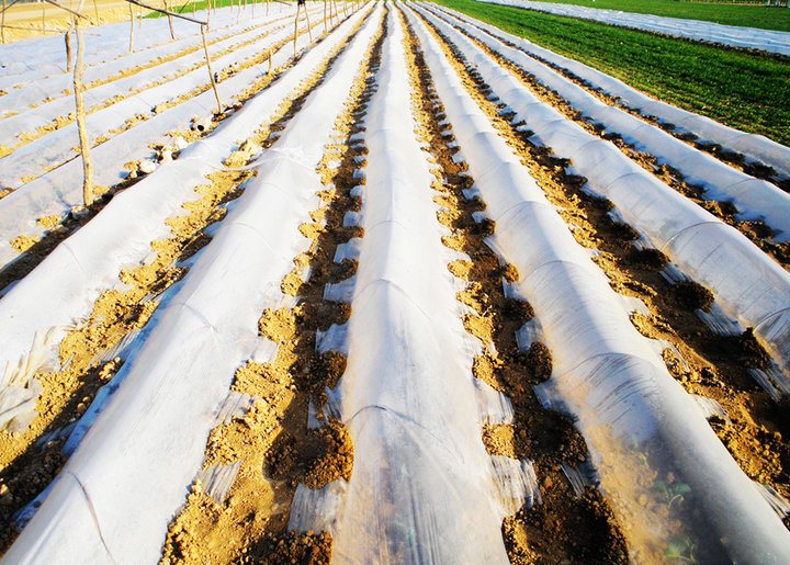 小黄姜田间覆盖管理