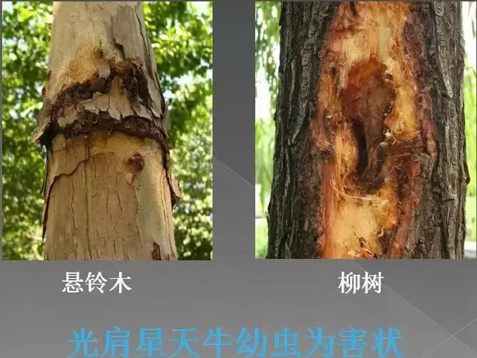 图片说明:左侧为星天牛成虫特写,黑色身体带有白色斑点,触角长于身体;右侧为刚钻出的乳白色弯曲幼虫,头部棕褐色,具有明显咀嚼式口器。背景为受害蜜橘树干表面有新鲜排粪孔 柑橘天牛成虫与幼虫形态对比图