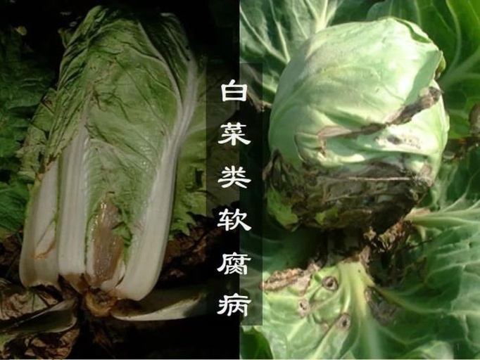 标准化田间施药场景:展示白菜白腐病防治的关键操作细节——茎基部+地面双重喷雾,防护装备齐全,符合农药安全使用规范 白菜田间喷药作业实景:农户背负电动喷雾器,对白菜茎基部进行低空定向喷雾,药液均匀覆盖地面及植株下部,喷头距植株30 cm,操作人员佩戴口罩与手套