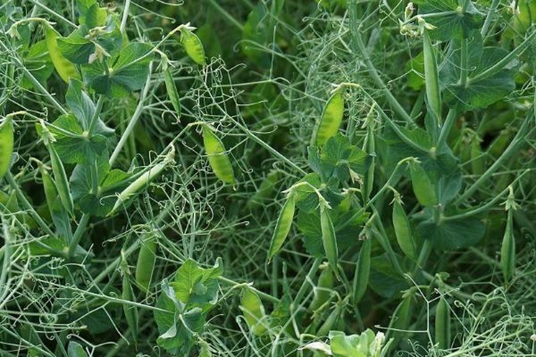 豌豆植株整体形态