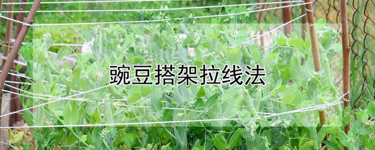 青豌豆搭架引蔓现场图