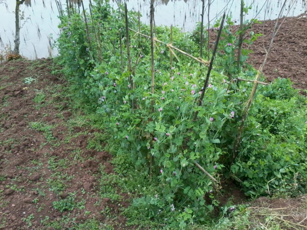 中学生物课堂模拟孟德尔实验场景