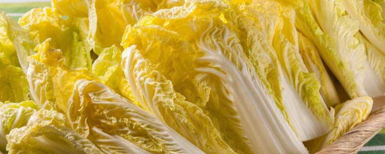 黄心白菜特写图