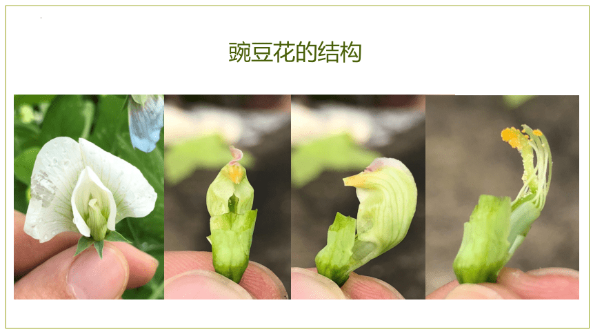 豌豆花朵结构示意图