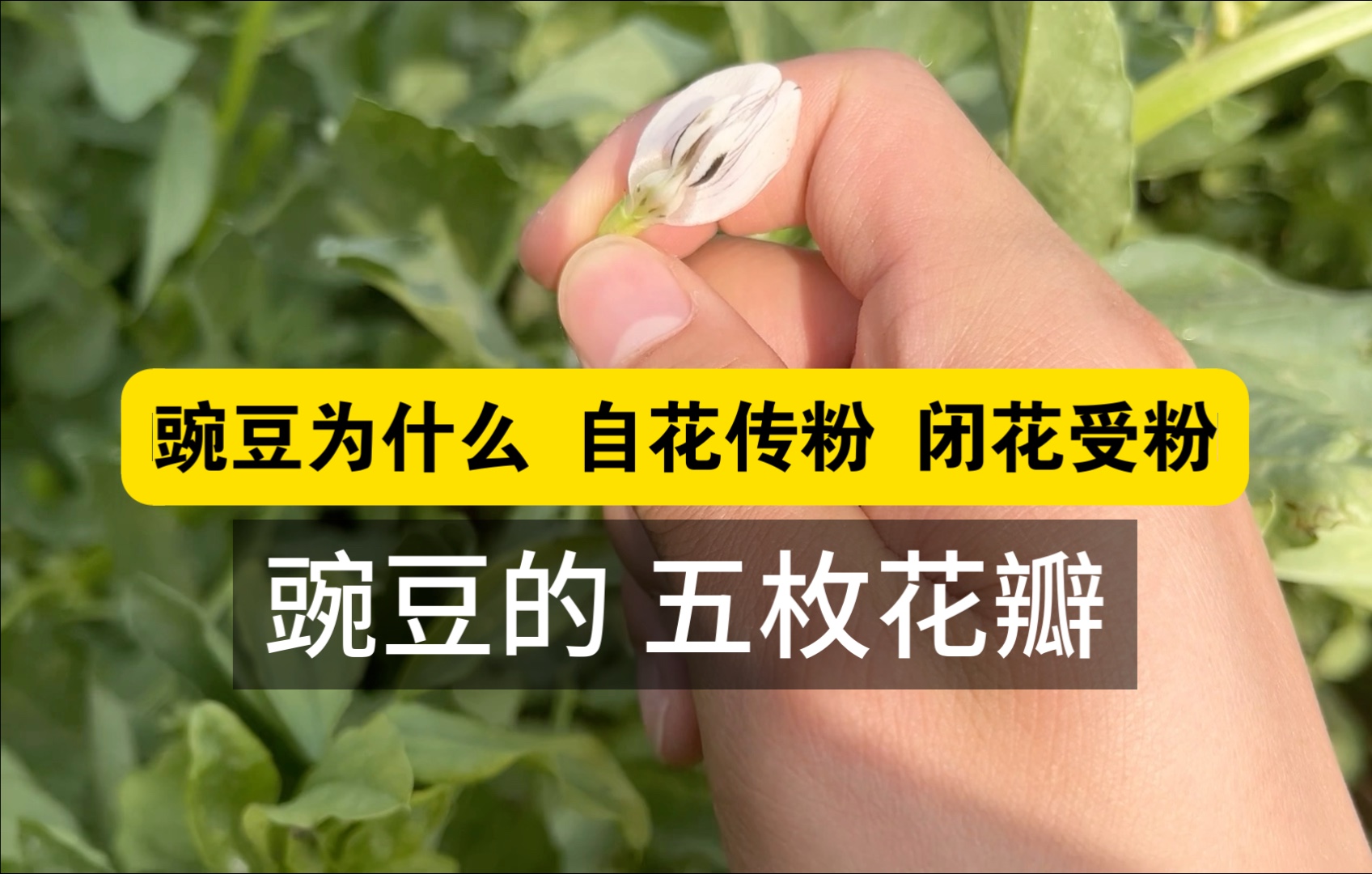 显微镜下豌豆花朵内部结构图,显示雄蕊环绕雌蕊,花冠未展开状态下花药已开裂,花粉附着于柱头,体现闭花授粉特征 豌豆闭花授粉结构示意图