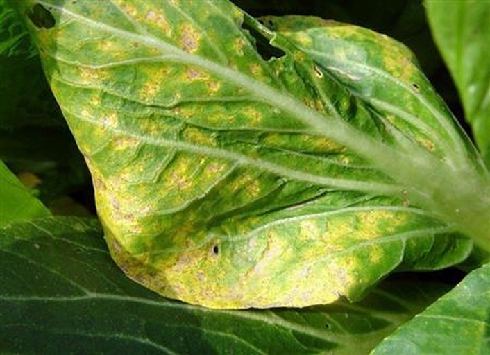 展示白菜叶片边缘干枯、发黄的病害现象,叶片表面有斑点或霉层 白菜干边病害图