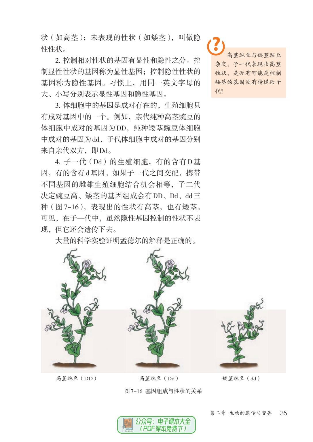 历史场景复原图:19世纪修道院花园中,孟德尔手持镊子进行豌豆人工授粉操作;背景为整齐种植的高茎与矮茎豌豆植株,标牌分别写有‘TT’与‘tt’;工作台上摆放记录本,页面可见手写的杂交组合与后代计数表格;右下角插入现代实验室场景缩略图,显示DNA双螺旋与茎高相关基因位点标注 孟德尔豌豆杂交实验实景复原示意图