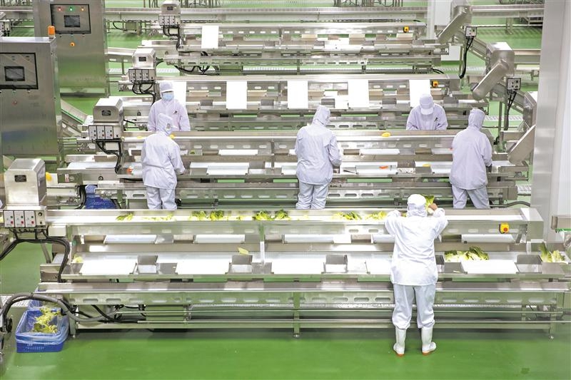 红心里美萝卜加工生产线场景