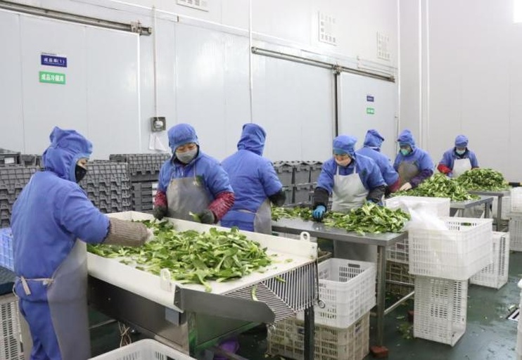 工人手工剥取娃娃菜过程