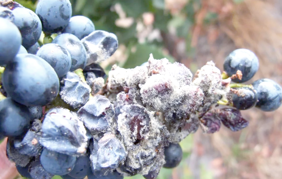 展示巨峰葡萄叶片和果实受灰霉病侵染后的典型症状,包括灰色霉层和褐色病斑 巨峰葡萄灰霉病症状图