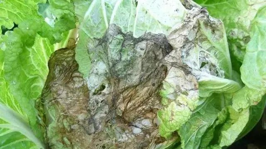 显微镜下观察大白菜叶片组织病变区域