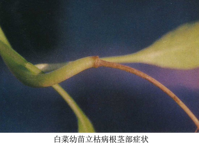 图示展示白菜幼苗期至莲座期的根系发育过程,主根明显,侧根密集分布于耕作层,体现其对表层土壤养分吸收能力强的特点 白菜根系发育示意图