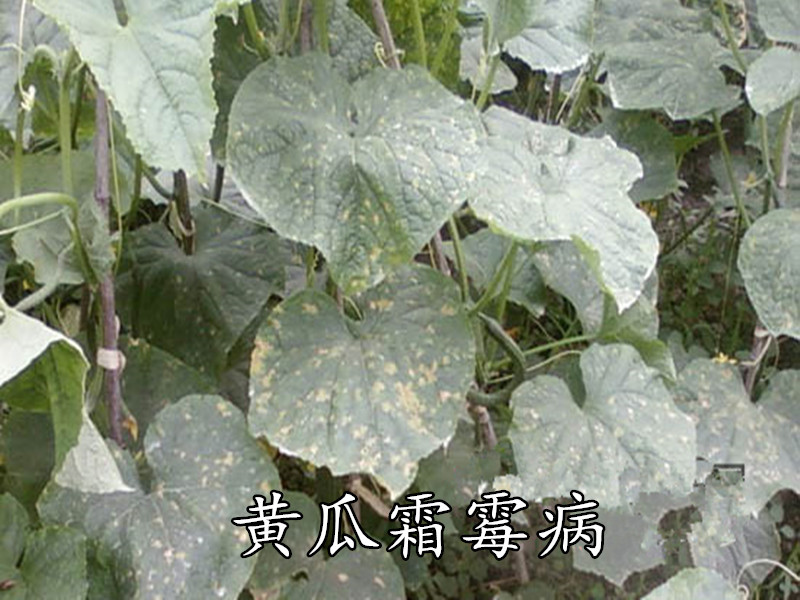 黄瓜白霜病初期症状特写