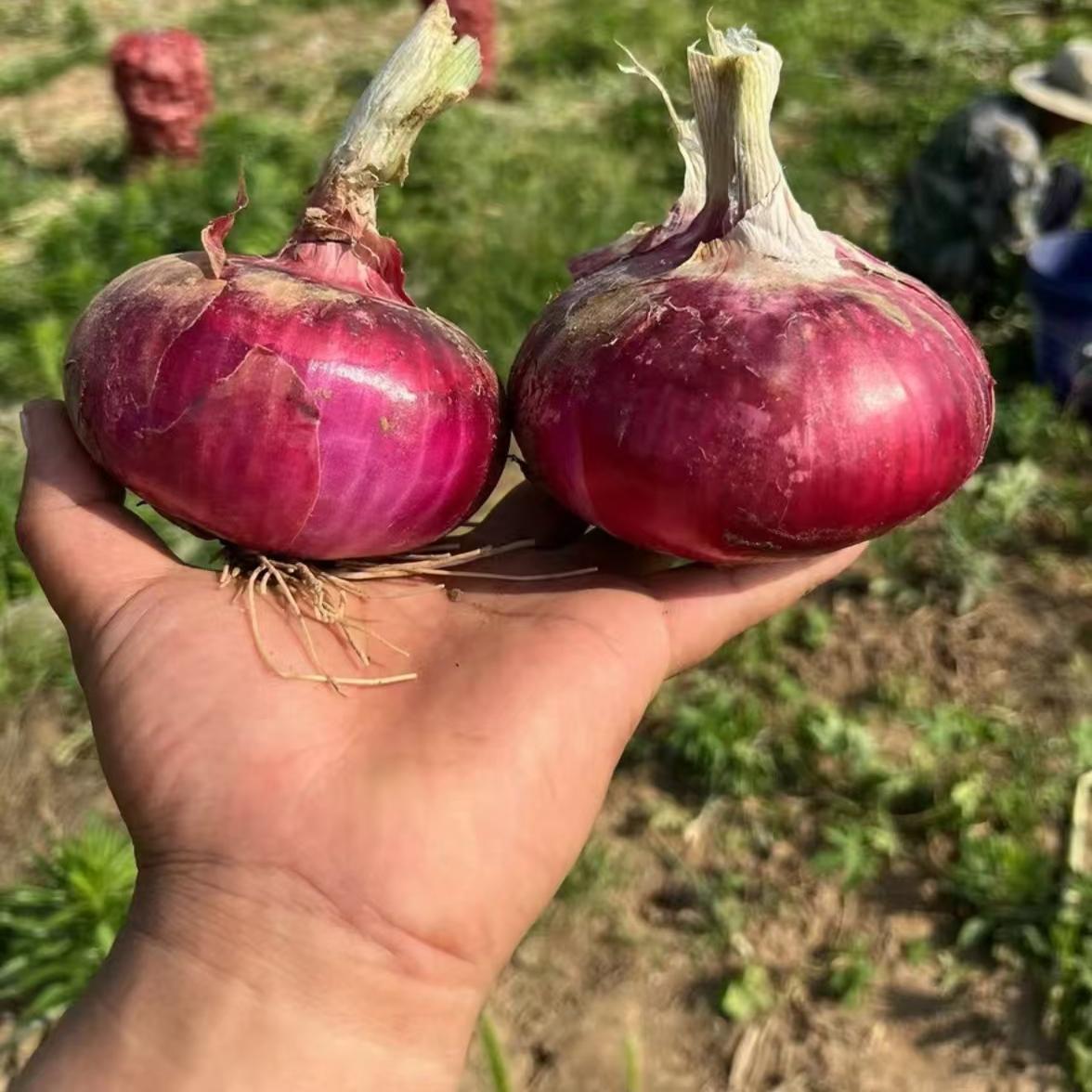 农户展示刚采收的红皮洋葱