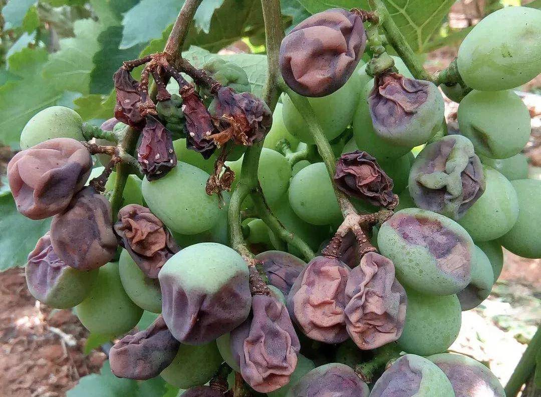 枇杷果实炭疽病典型症状特写